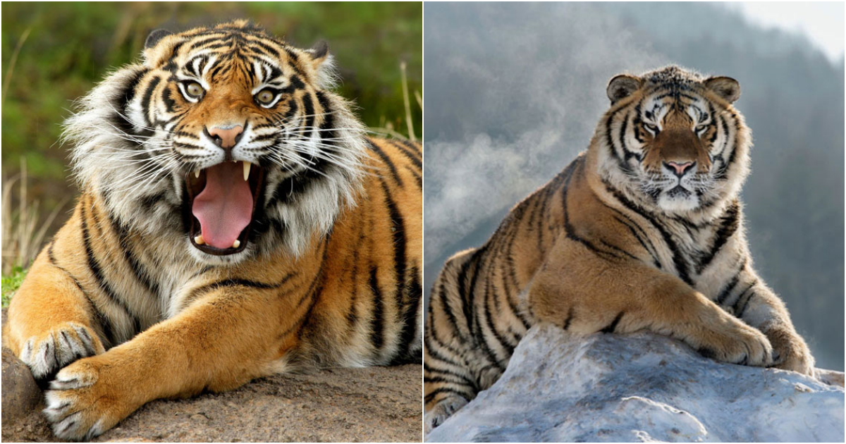 The Enigmatic Charm of the Siberian Tiger