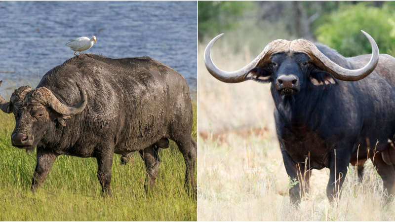 Silent Shadows: The Mysterious African Forest Buffalo – Exploring the Enchanting Realm of the Black Death