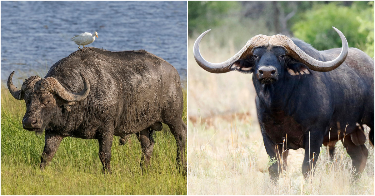 Silent Shadows: The Mysterious African Forest Buffalo – Exploring the Enchanting Realm of the Black Death