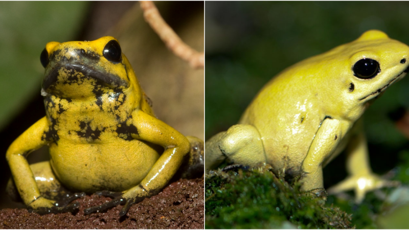 The Enigmatic Expedition of the Deadly Poison Dart Frog: Mesmerizing and Alluring