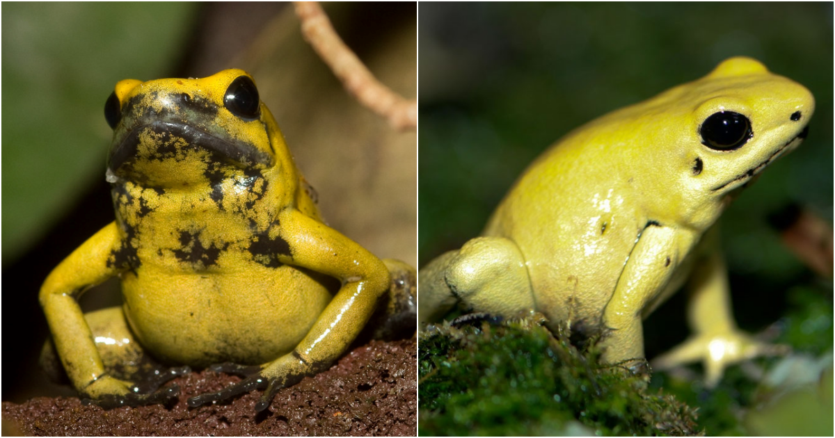 The Enigmatic Expedition of the Deadly Poison Dart Frog: Mesmerizing and Alluring