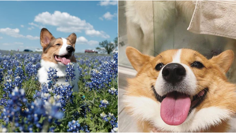 Majestic Corgis: Enthralling Admirers with their Regal Demeanor and Endearing Charisma