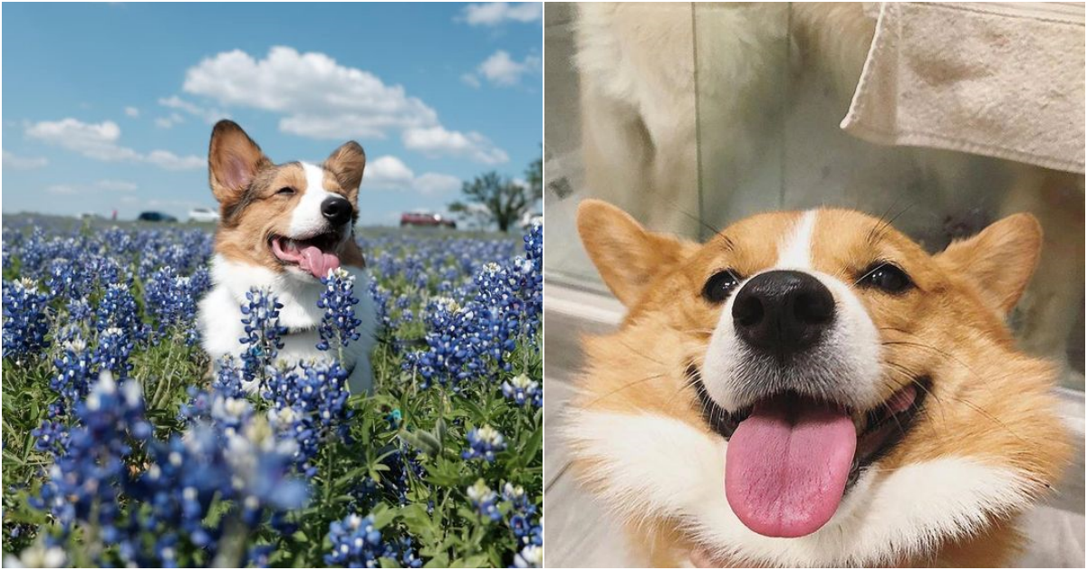 Majestic Corgis: Enthralling Admirers with their Regal Demeanor and Endearing Charisma