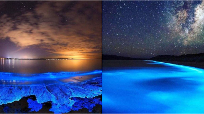 Unveiling the Mystical Night Seas: Glowing Wonders Across Global Beaches