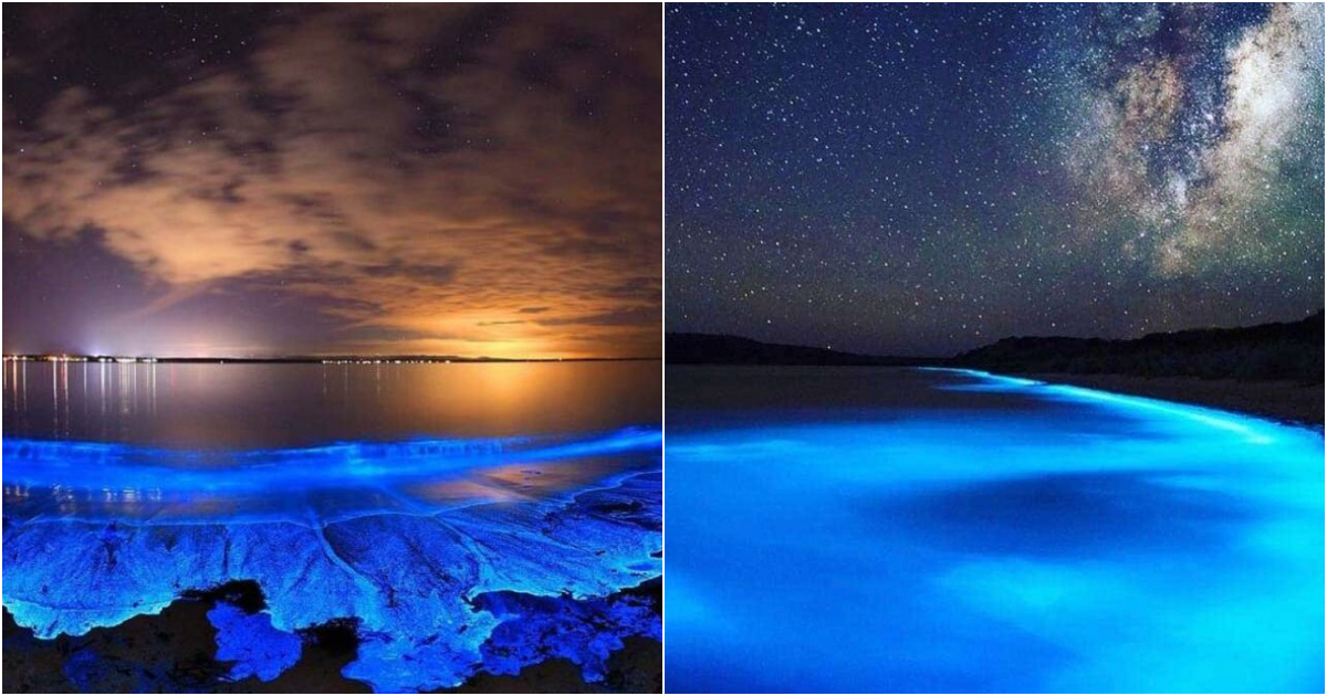 Unveiling the Mystical Night Seas: Glowing Wonders Across Global Beaches