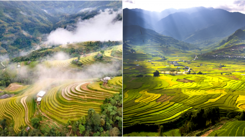 Terraced Fields in Vietnam: A Spectacular Landscape