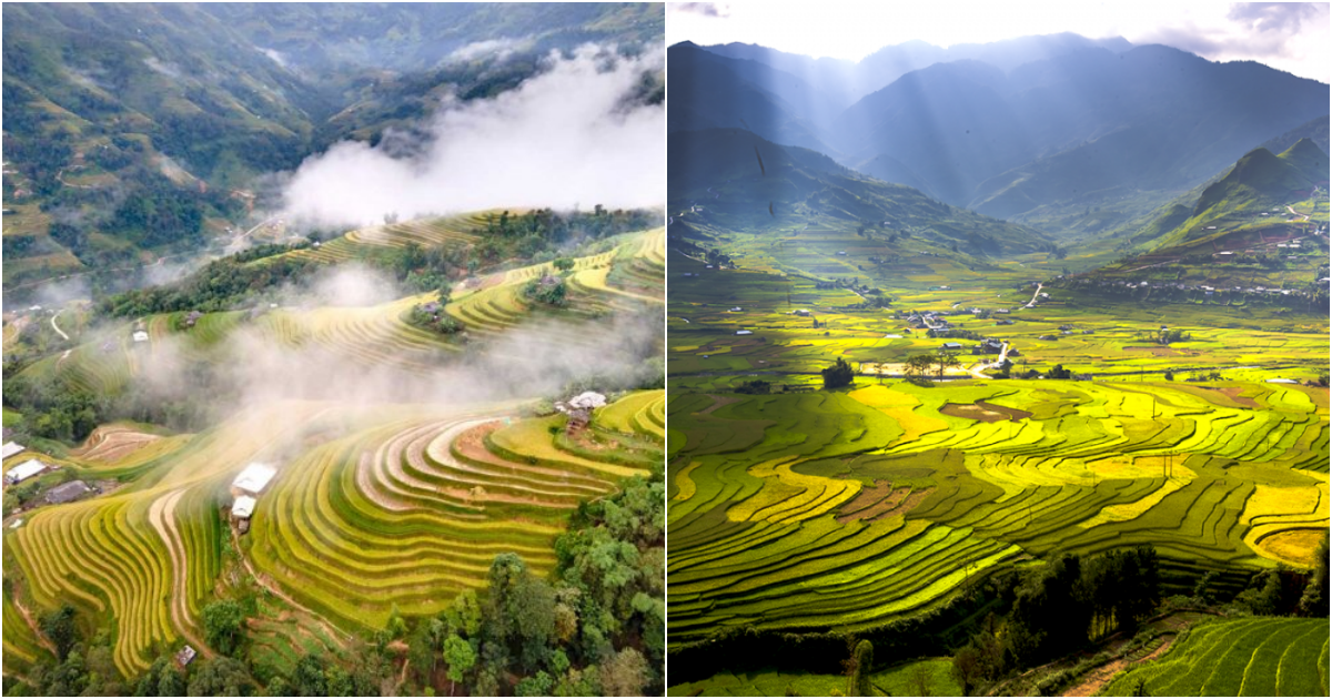 Terraced Fields in Vietnam: A Spectacular Landscape