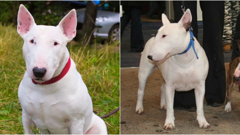 Bull Terrier: The Charming Clown of the Canine World