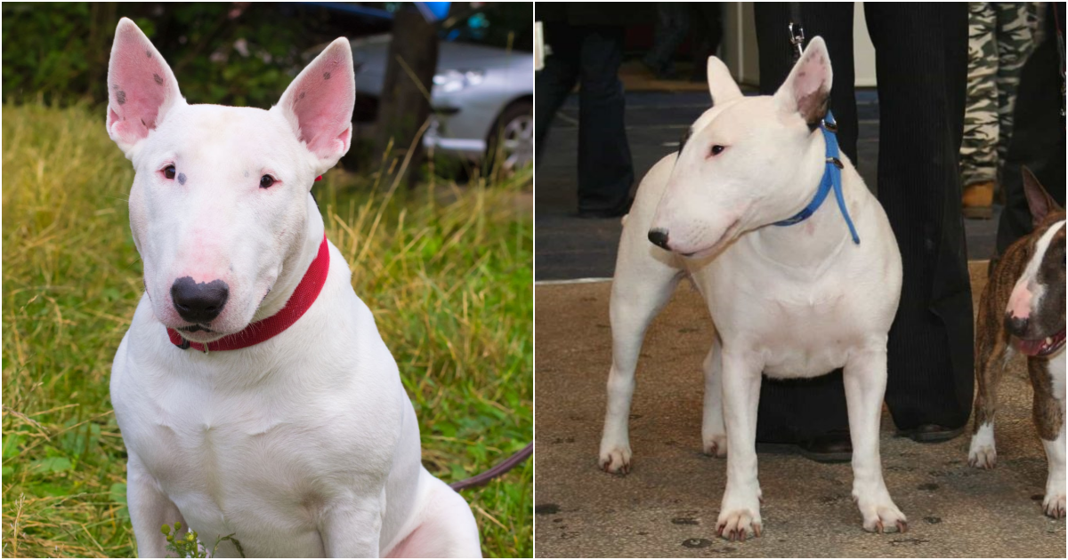 Bull Terrier: The Charming Clown of the Canine World
