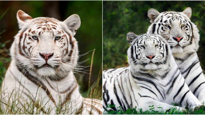 The White Bengal Tiger: Majestic and Enigmatic