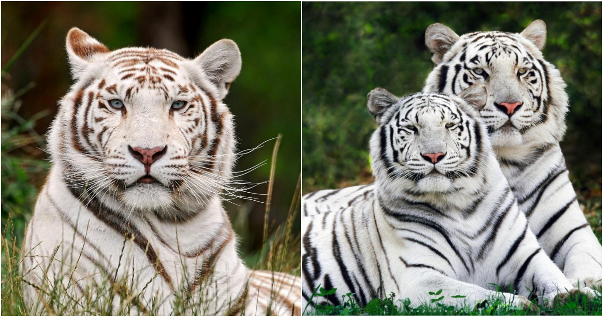 The White Bengal Tiger: Majestic and Enigmatic