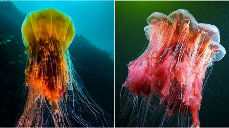 The Lion’s Mane Jellyfish: Majestic Beauty of the Ocean