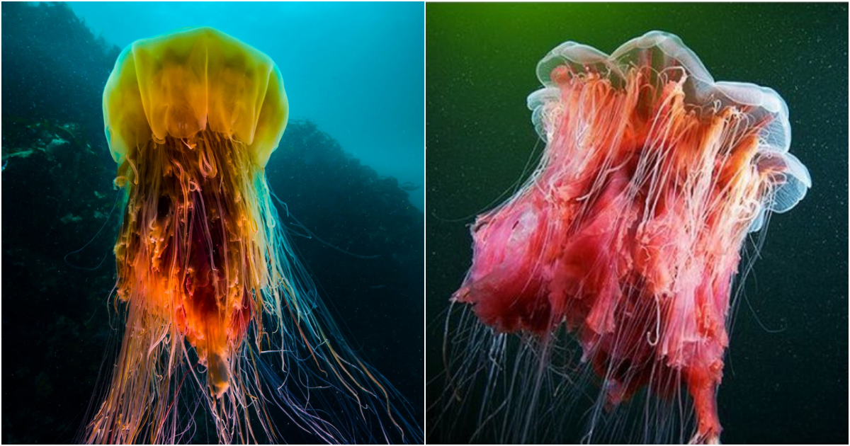 The Lion’s Mane Jellyfish: Majestic Beauty of the Ocean