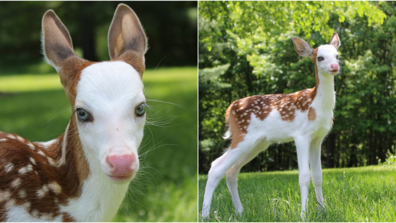 A Heartwarming Tale: Rejected White-Faced Fawn Discovers Love and Happiness at an Animal Farm