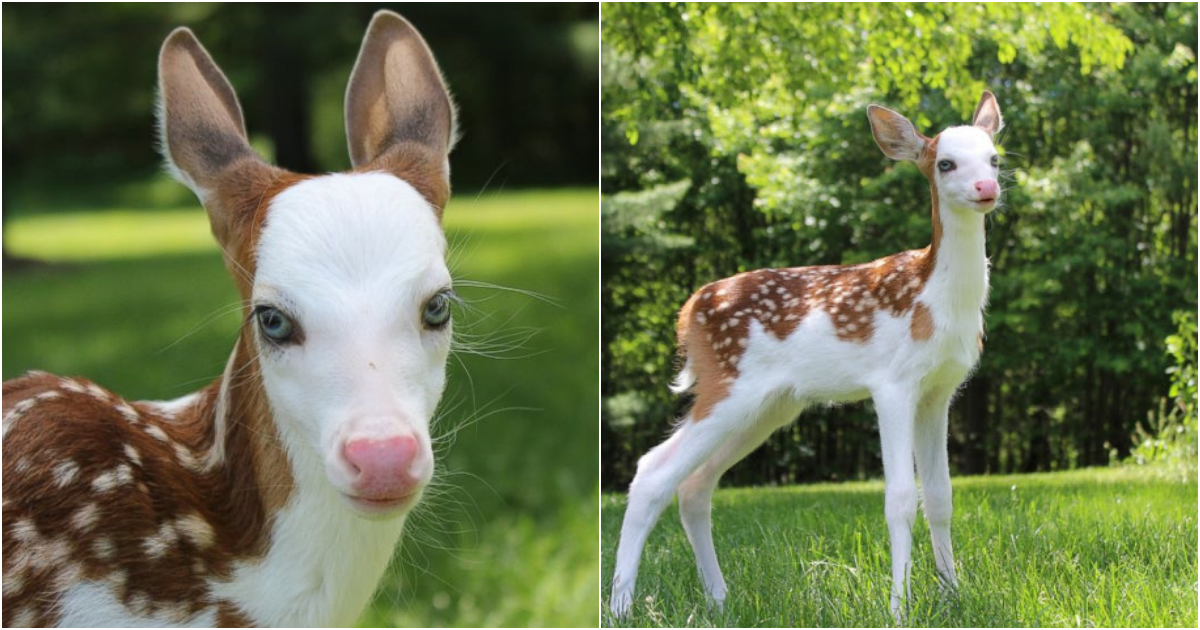 A Heartwarming Tale: Rejected White-Faced Fawn Discovers Love and Happiness at an Animal Farm
