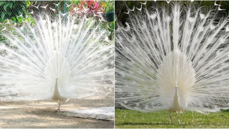 The White Peacock: A Mystical Bird