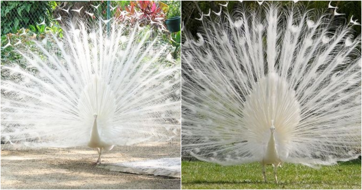 The White Peacock: A Mystical Bird