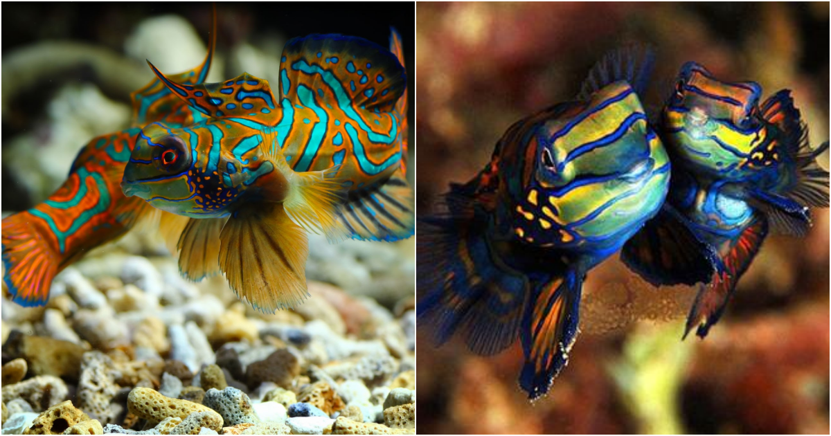 The Enigmatic Beauty: Unveiling the Mysteries of the Mandarinfish and Psychedelic Mandarin