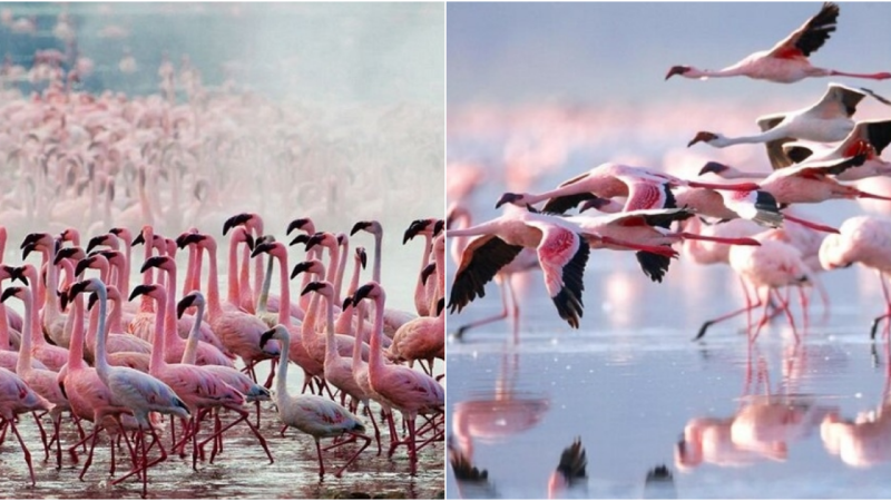 Lake Nakuru – “flamingo’s paradise”