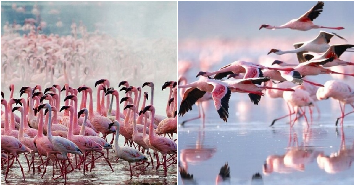 Lake Nakuru – “flamingo’s paradise”