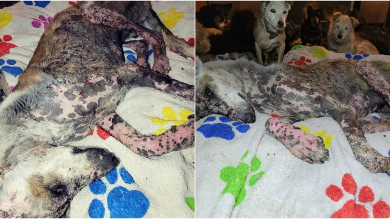 Rescuing an Abandoned Mange-Infested Dog