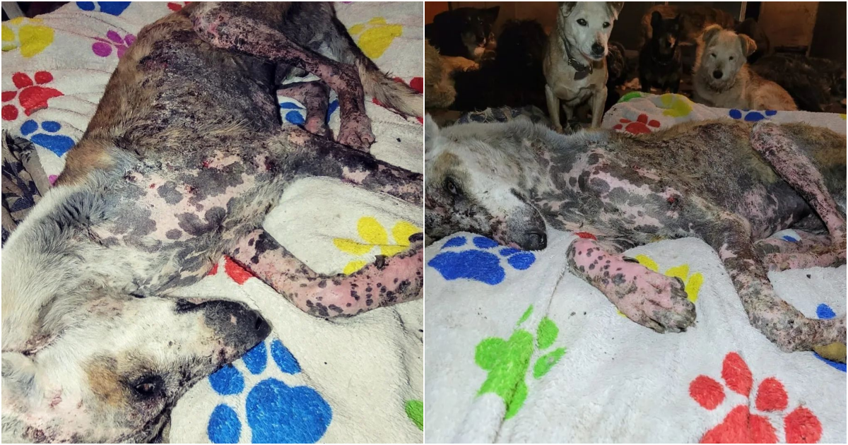Rescuing an Abandoned Mange-Infested Dog