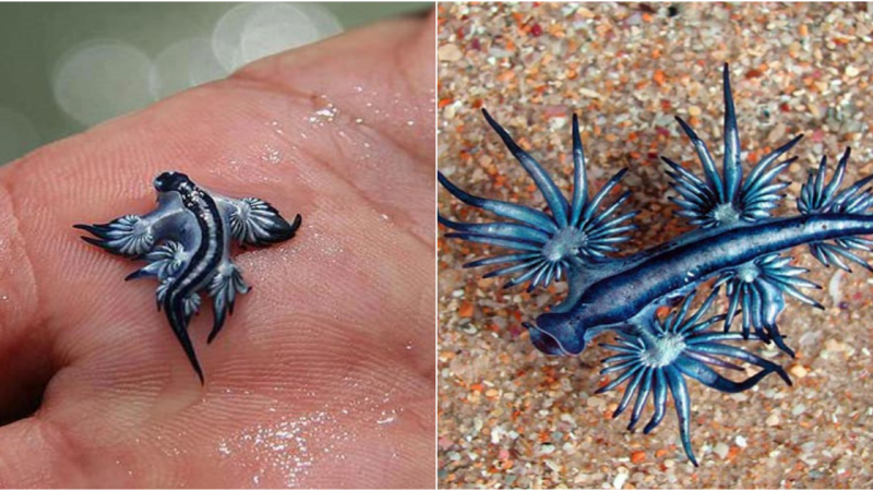 Glaucus Atlanticus: The Fascinating Blue Dragon of the Ocean