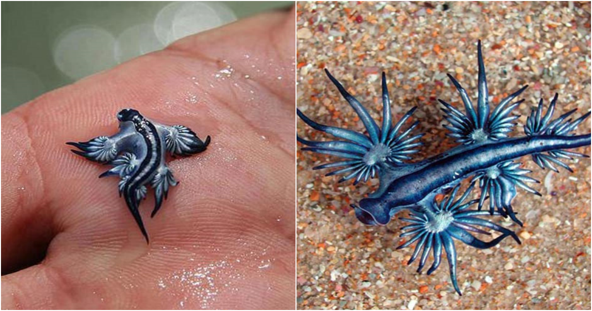 Glaucus Atlanticus: The Fascinating Blue Dragon of the Ocean