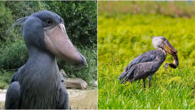 The Enigmatic Beauty of Balaeniceps rex: Unraveling the Mysteries of the Shoebill