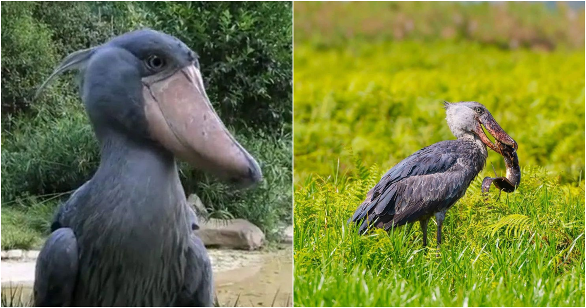 The Enigmatic Beauty of Balaeniceps rex: Unraveling the Mysteries of the Shoebill