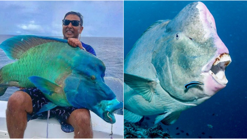 The Majestic Humphead Wrasse: A Jewel of the Sea