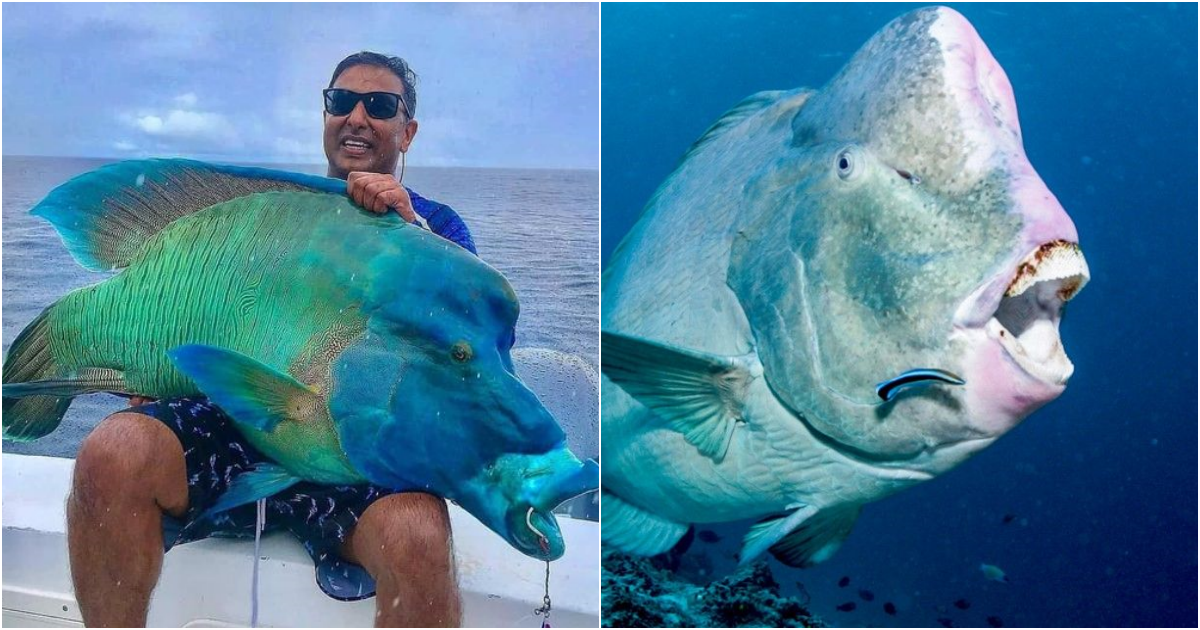 The Majestic Humphead Wrasse: A Jewel of the Sea