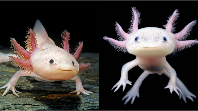 The Enigmatic Axolotl: A Captivating Tale of Regeneration and Charm