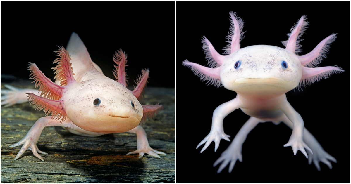 The Enigmatic Axolotl: A Captivating Tale of Regeneration and Charm