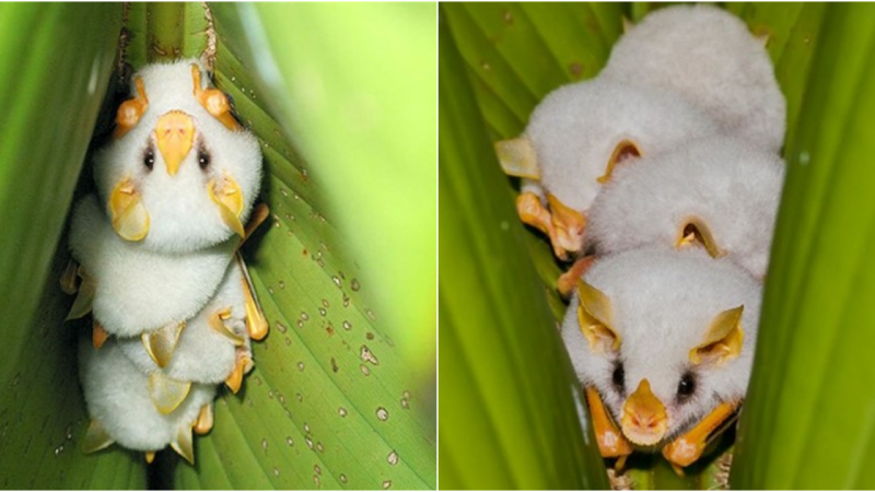 The world’s most “poisonous” white bat species