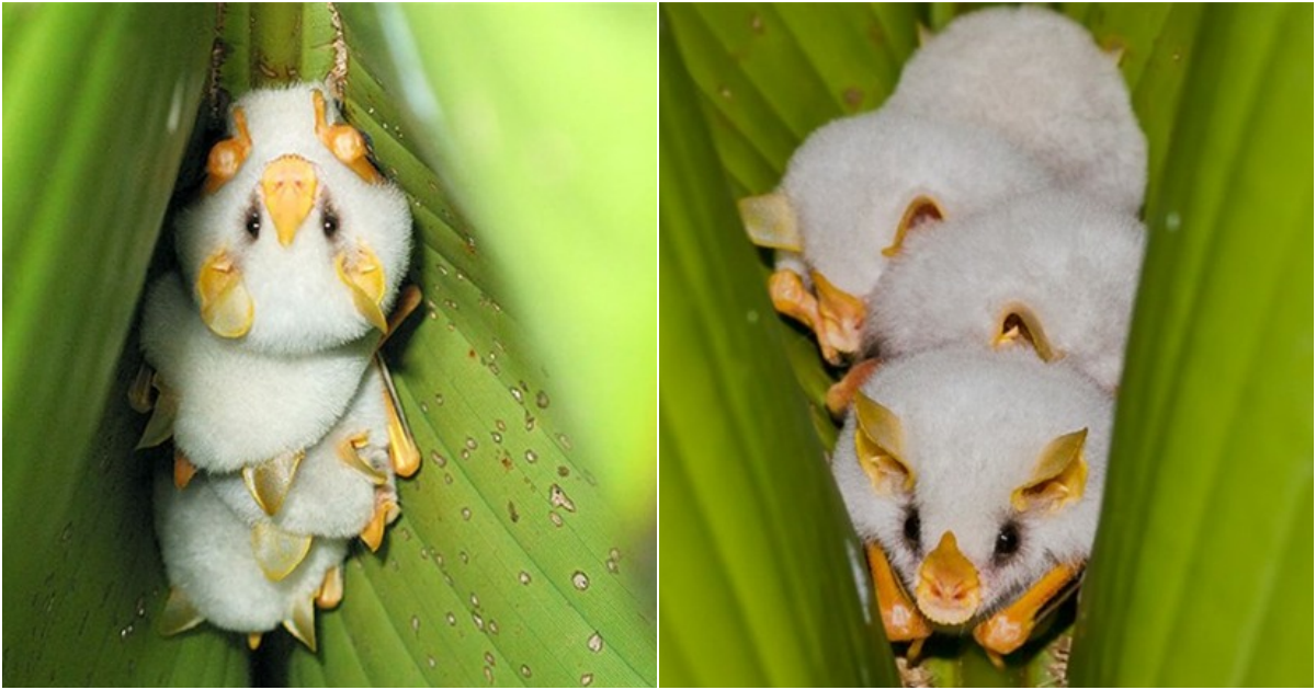 The world’s most “poisonous” white bat species