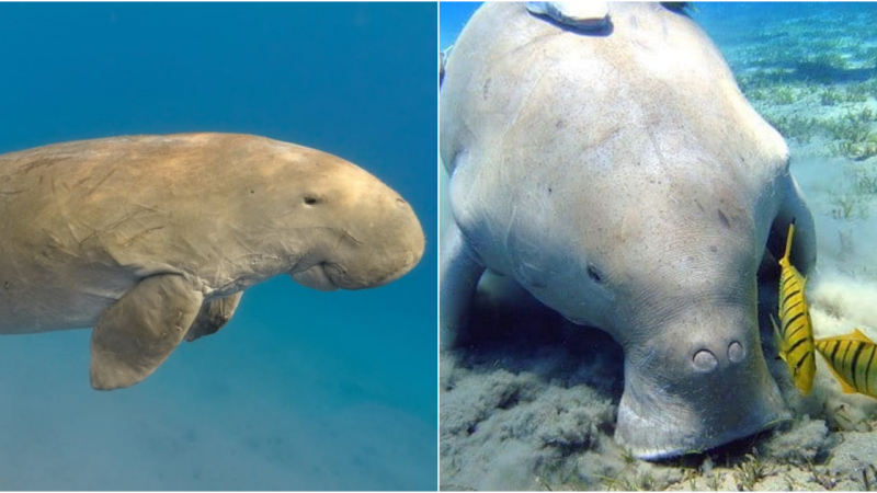 Sea Cow: The Enchanting Mermaid of the Ocean