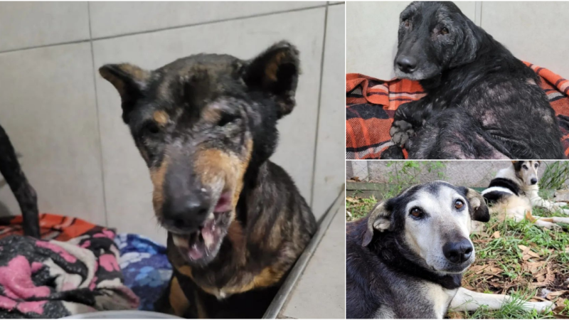 A Heartwarming Tale of Four Stray Dogs Finding a Loving Home