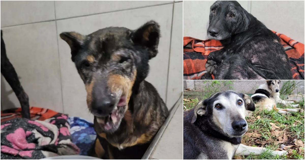 A Heartwarming Tale of Four Stray Dogs Finding a Loving Home