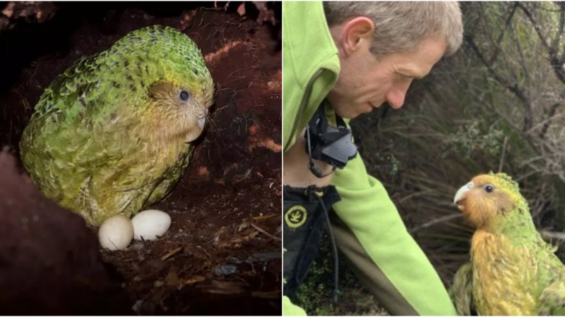 Kakapo Parrot: The Unique Endemic Species of New Zealand