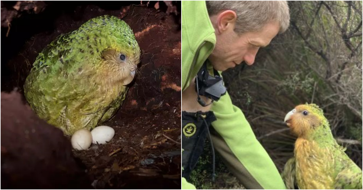 Kakapo Parrot: The Unique Endemic Species of New Zealand