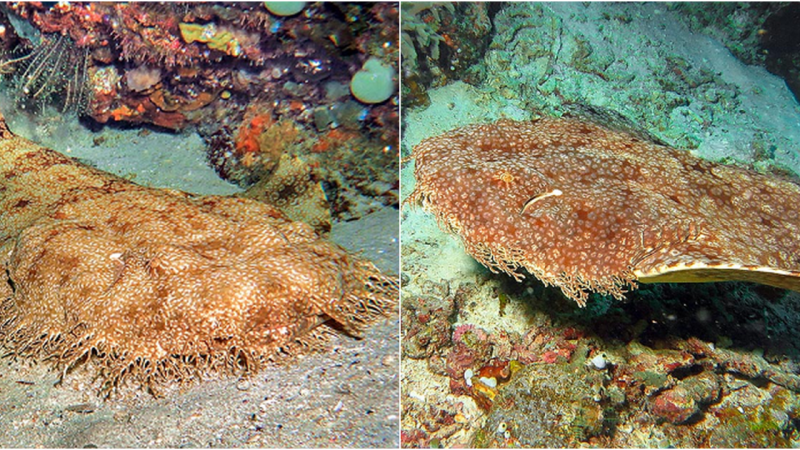 The Wobbegong Shark: A Master of Camouflage