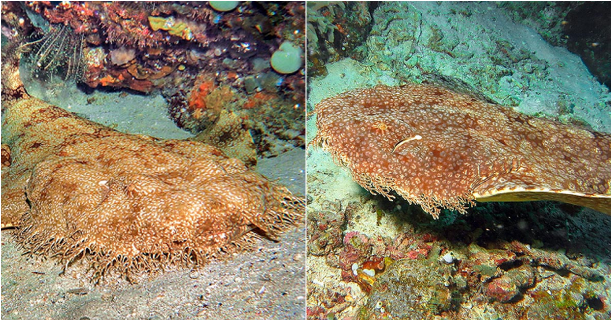 The Wobbegong Shark: A Master of Camouflage