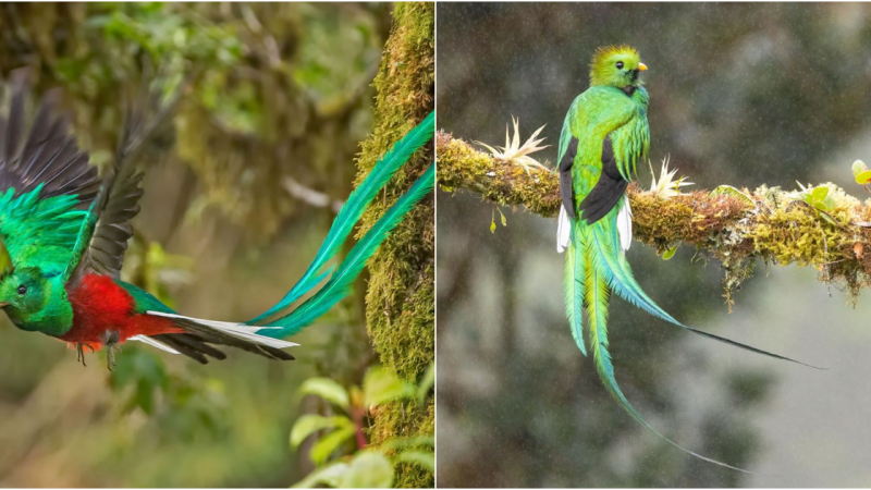 The Resplendent Quetzal: The Enchanting Beauty of Central America’s Jewel Bird