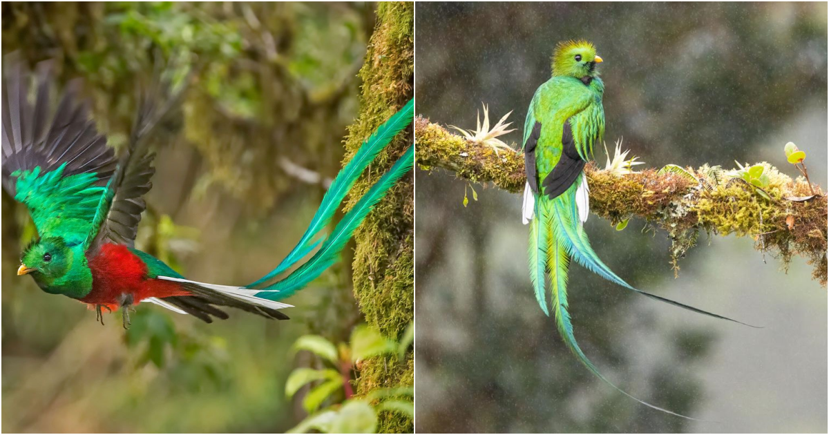 The Resplendent Quetzal: The Enchanting Beauty of Central America’s Jewel Bird