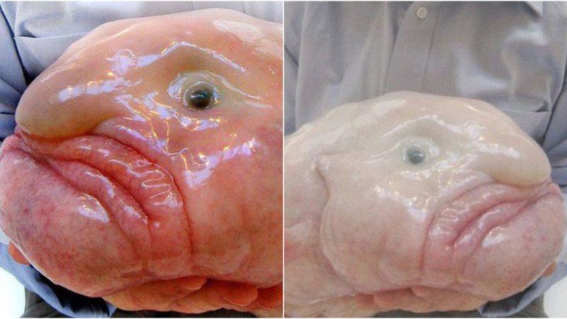 The Blobfish: A Peculiar Icon of the Oceanic World