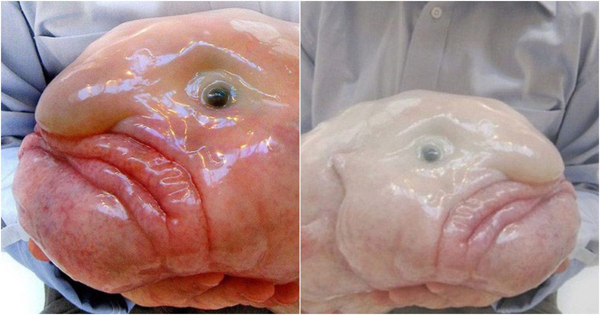 The Blobfish: A Peculiar Icon of the Oceanic World