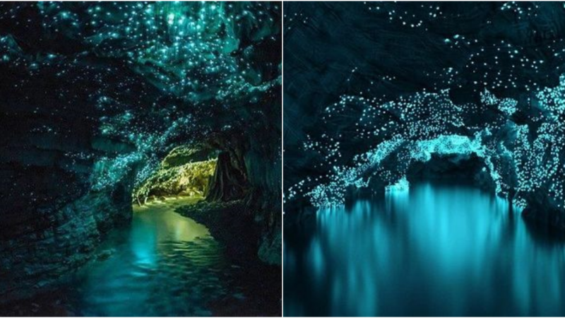 Fascinated by the magical beauty of the firefly cave in New Zealand