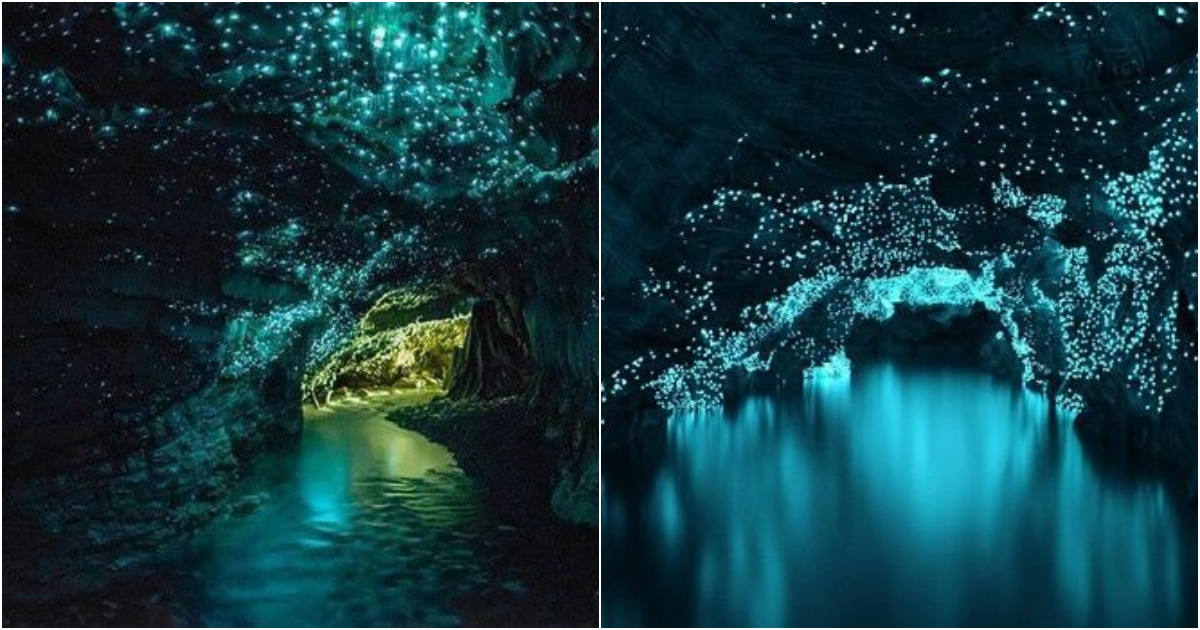 Fascinated by the magical beauty of the firefly cave in New Zealand