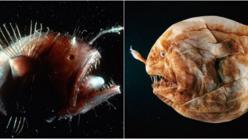 Wolftrap (Anglerfishes): The Mysterious Hunters of the Deep